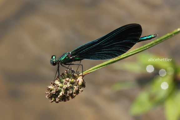 Blauflügel-Prachtlibelle (Calopteryx virgo)